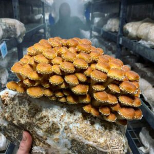 Columbia Mushroom Online