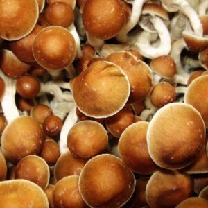 Gold Cap Mushrooms Online