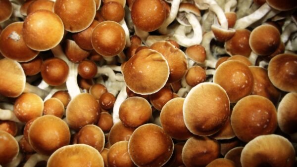Gold Cap Mushrooms Online