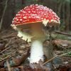 mushroom-essence-amanita-muscaria